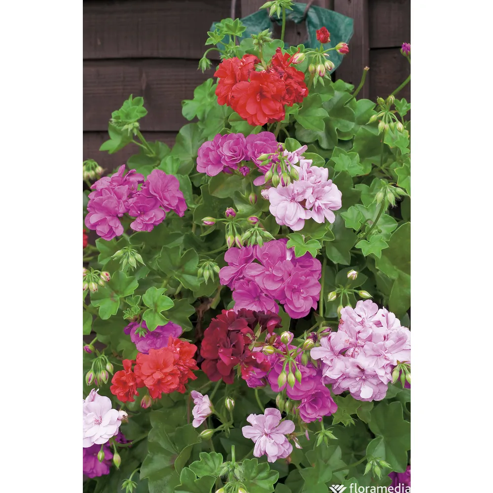 Géranium lierre à fleurs doubles : pot Ø 13 cm ou Ctr 1 litre